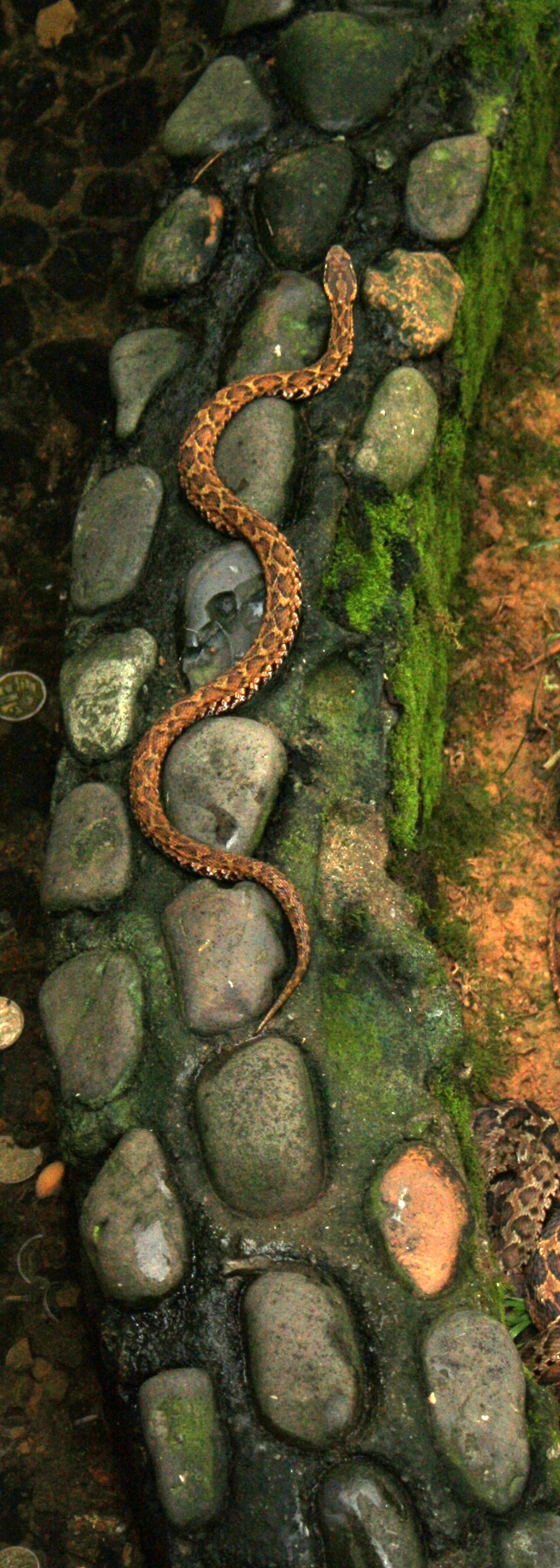 Змеиный остров змеи