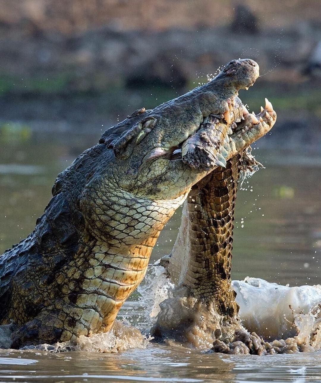 Крокодил живет в африке. Морской гребнистый крокодил. Нильский крокодил людоед.