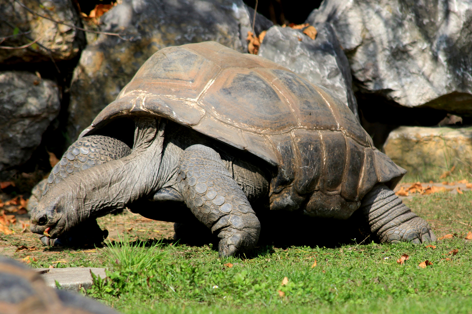 Галапагосская слоновая черепаха