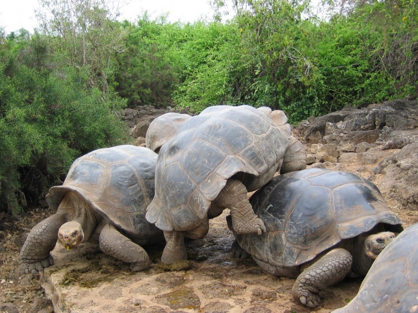 Череп галапагосской черепахи. Галапагосская черепаха. Галапагосские черепахи Эквадор. Остров Галапагос черепахи. Галопогоская Черепаза.