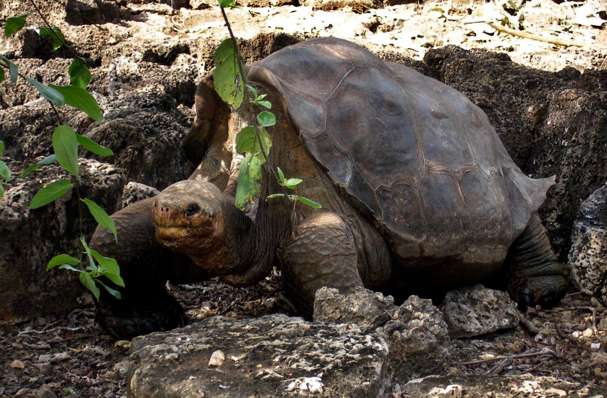 Last turtle. Галапагосская черепаха рост. Абингдонская слоновая черепаха. Галапагосы остров черепах. Галапагосская черепаха фото.