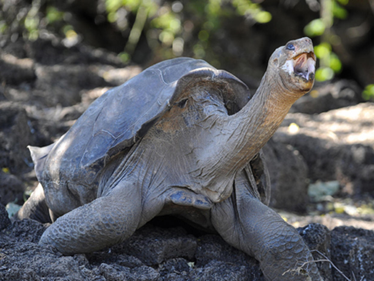Абингдонские слоновые черепахи. Галапагосская черепаха Джордж. Абингдонская слоновая черепаха одинокий Джордж. Гигантские черепахи с Галапагосских островов. Галапагосская черепаха одинокий Джордж.
