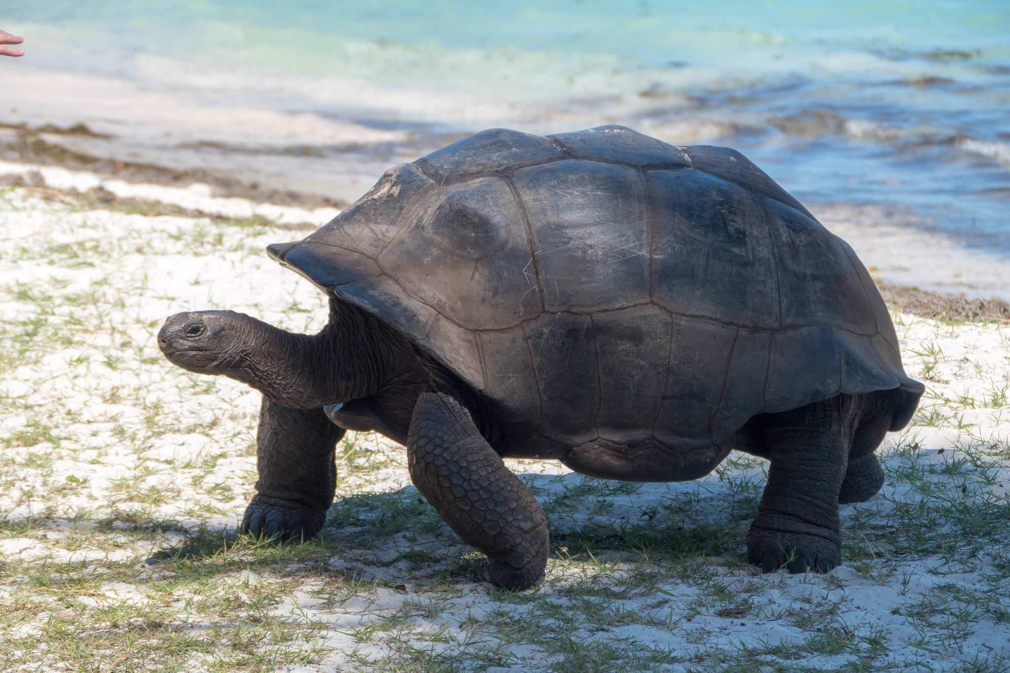 Большая галапагосская черепаха. Гигантская черепаха Альдабра. Галапагосская черепаха. Галапагосские острова черепахи. Слоновая черепаха. Островов Альдабра.