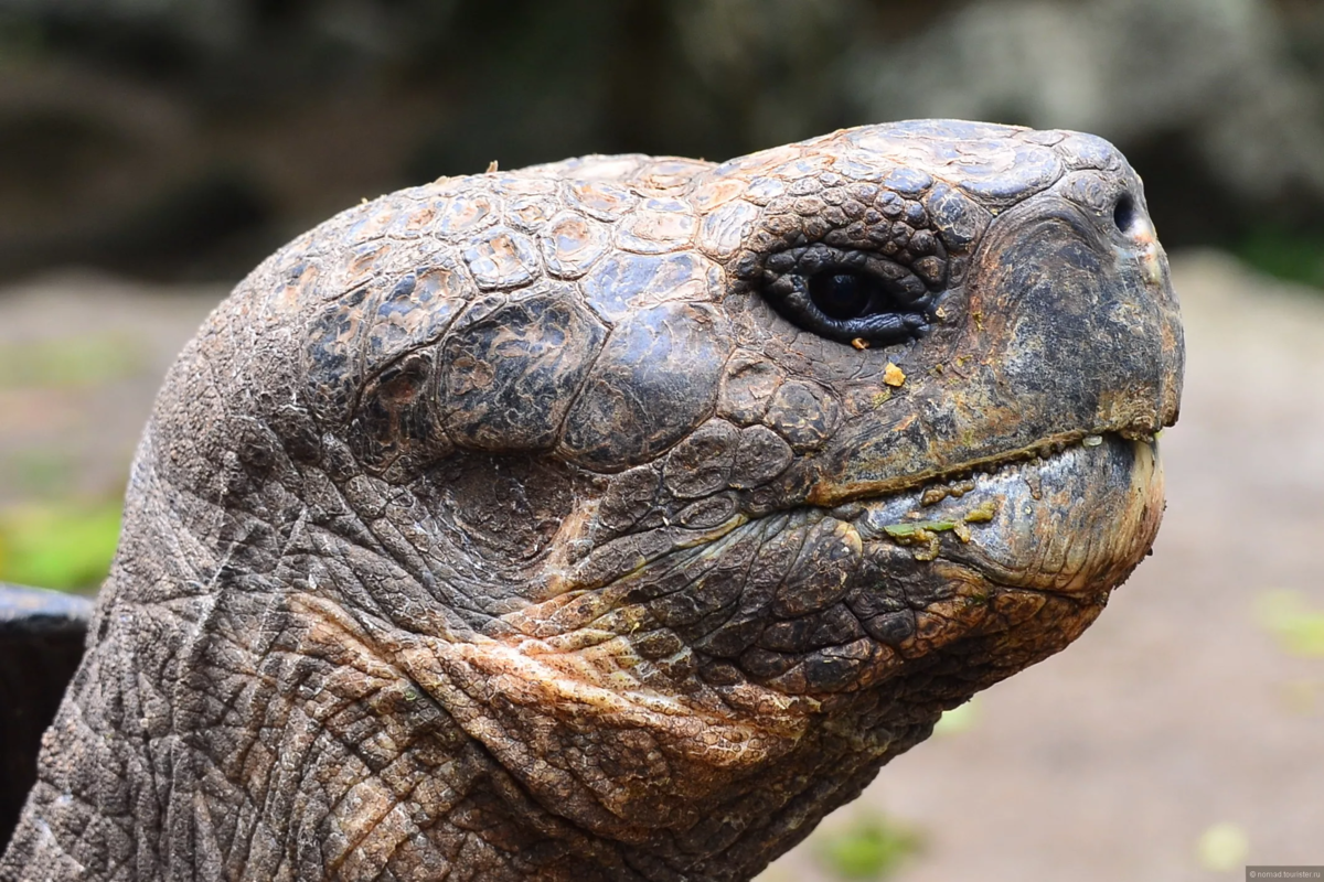 Галапагосская черепаха. Слоновые черепахи Галапагосы. Галапагосская гигантская черепаха. Слоновая черепаха Сухопутные черепахи. Череп галапагосской черепахи