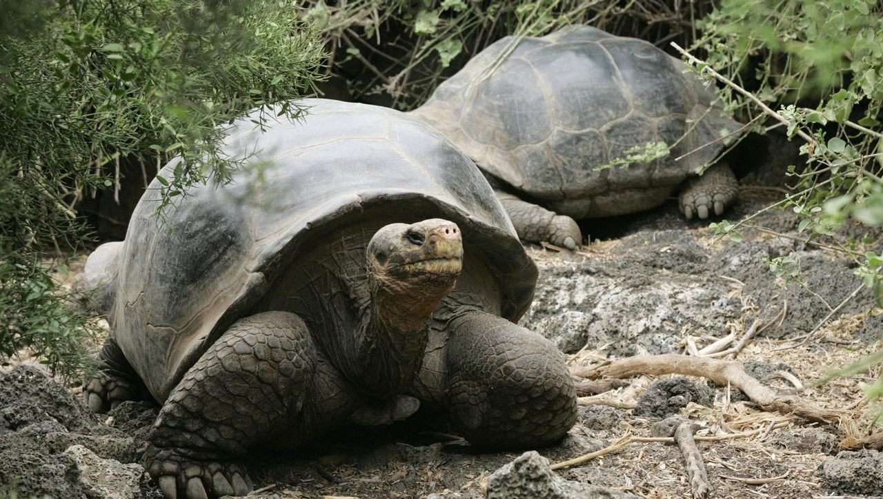 Галапагосские черепахи Дарвин