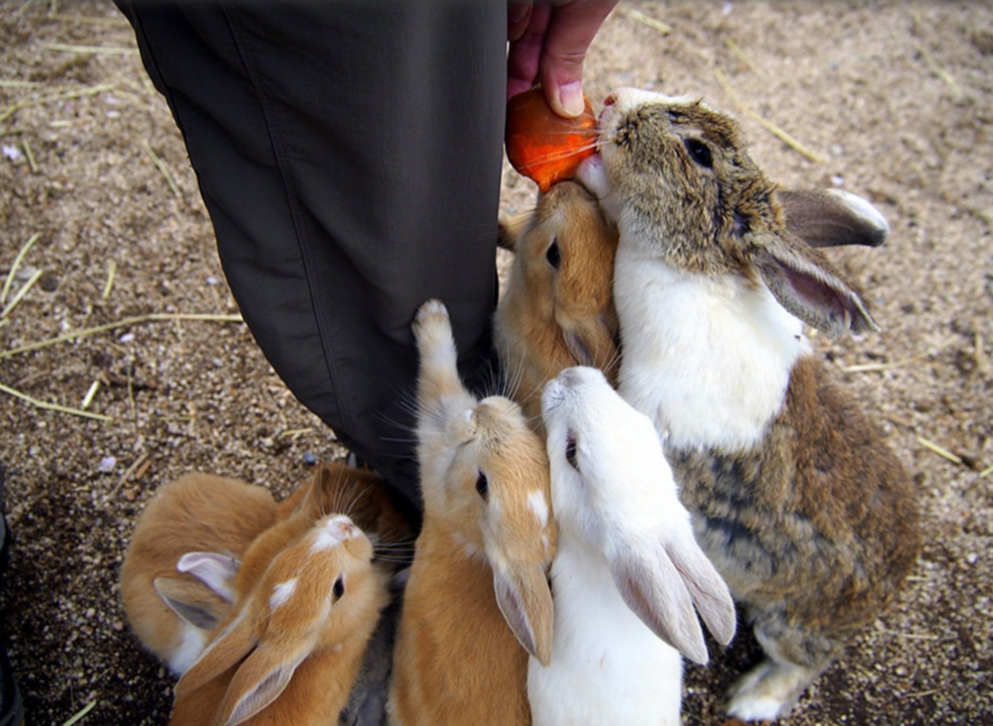 В питомнике живет несколько кроликов разного. Остров кроликов Окуносима. Остров Окуносима Япония. Остров кроликов в Японии. Кролики в Австралии Нашествие.