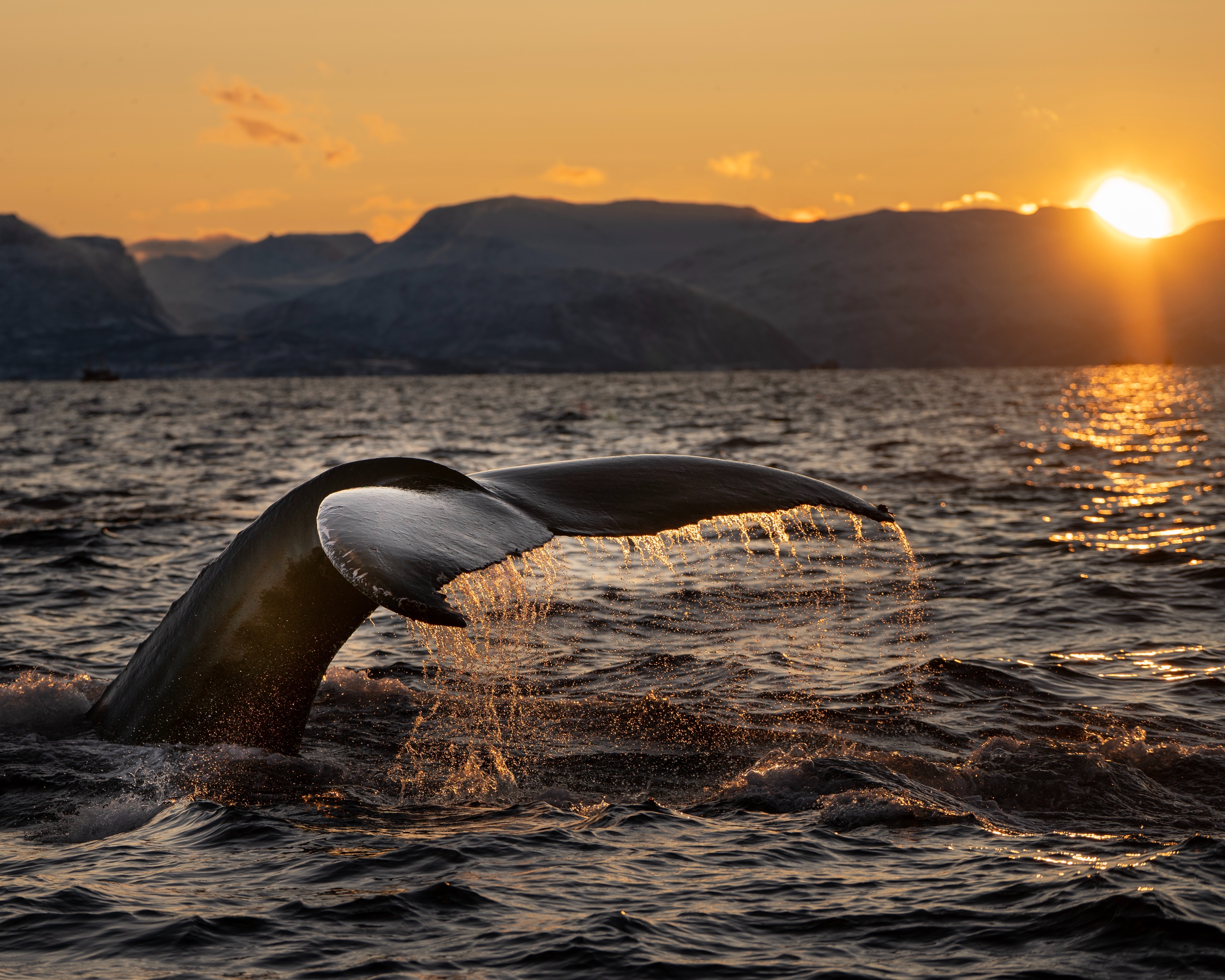 Норвегия киты