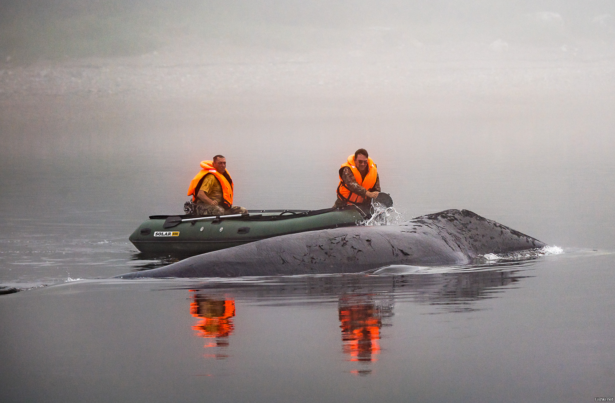 Гренландские киты в реке