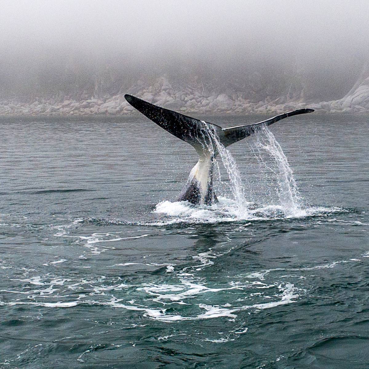 Гренландские киты Шантарские острова