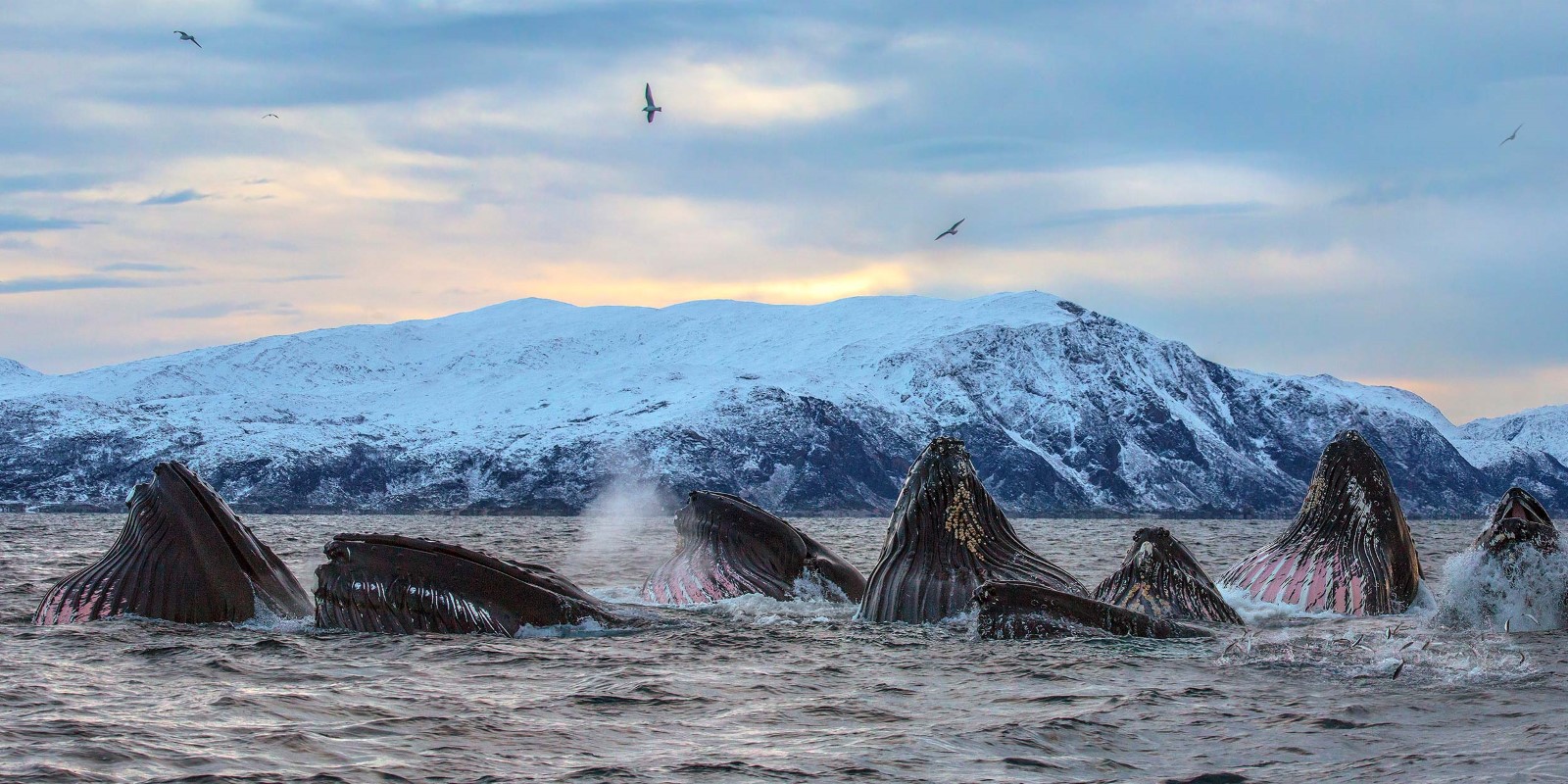 Лофотенские острова китовое сафари
