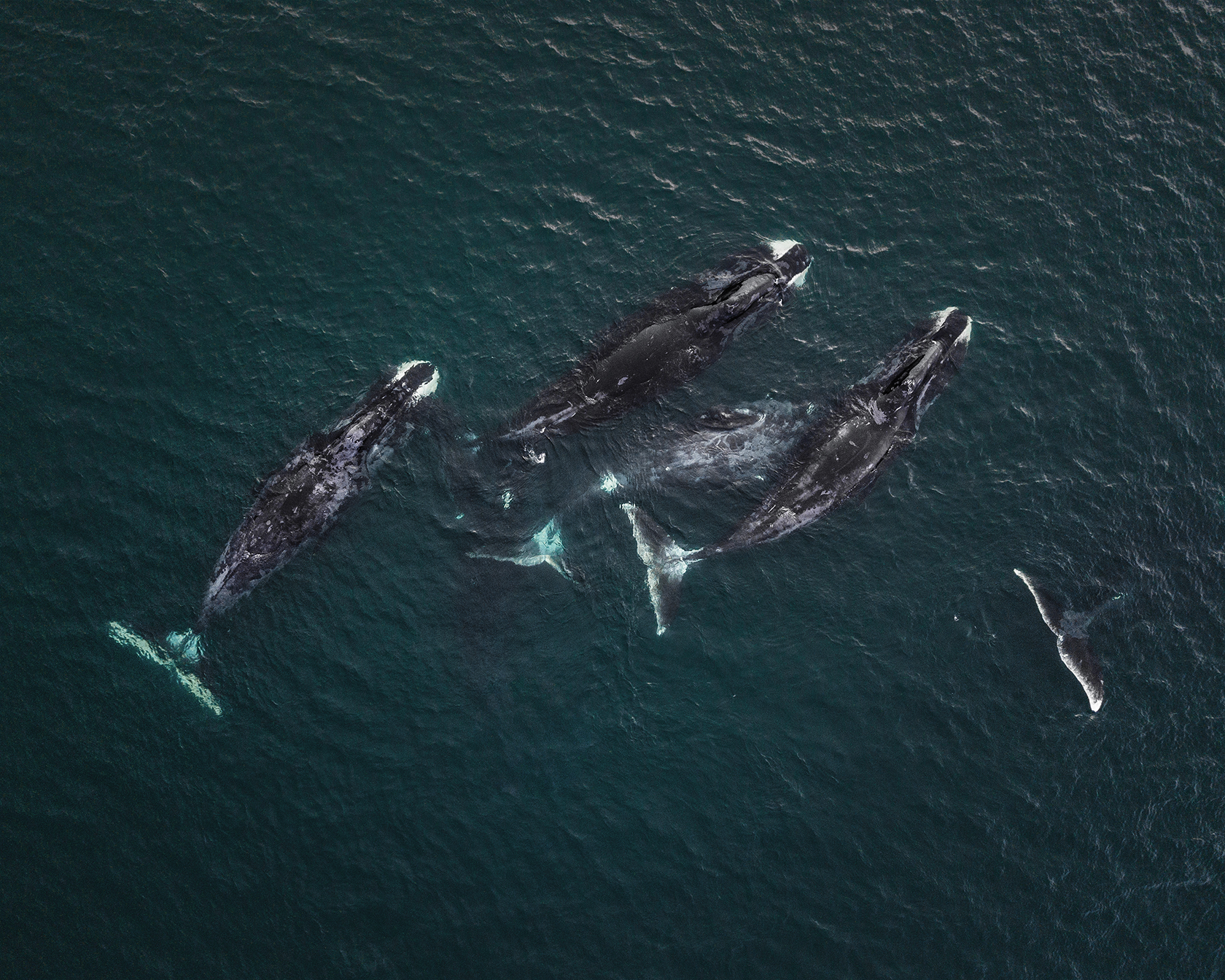 Шантары Шантарские острова киты