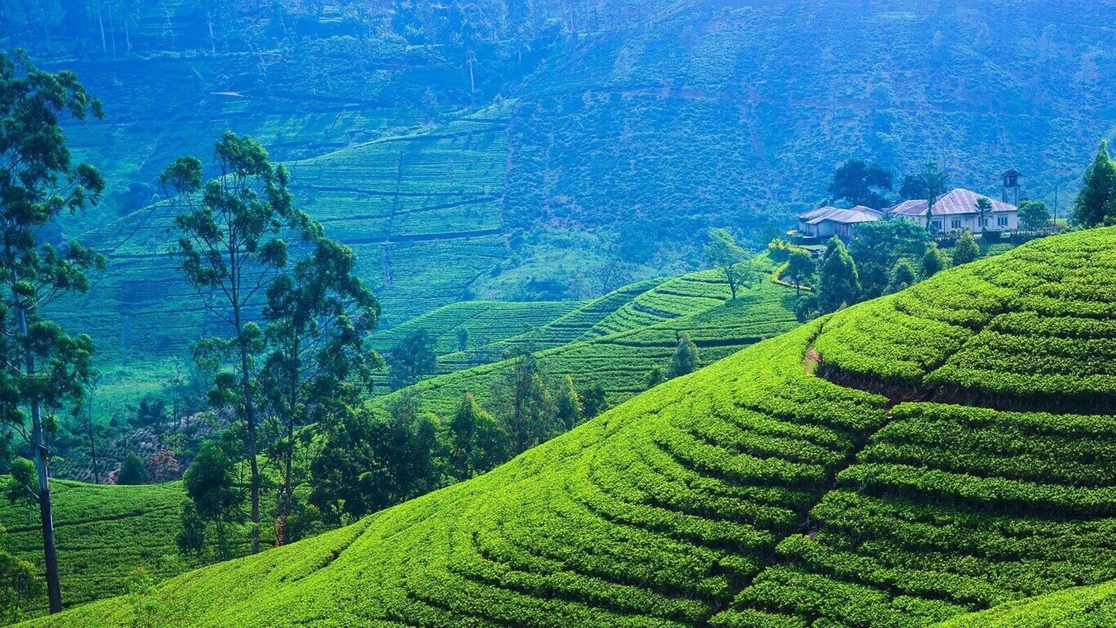 Шри ланка кратко. Шри-Ланка. Остров Цейлон Шри Ланка. Чайные плантации Нувара Элия. Нувара Элия Шри Ланка.