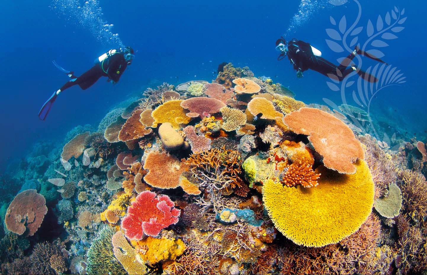 Коралловые рифы фото сверху