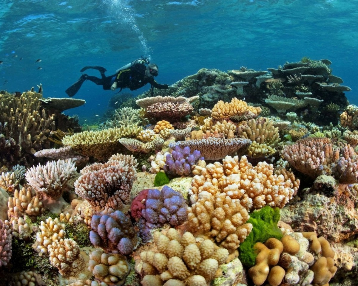 Коралловые рифы образуют. Великий Барьерный риф Австралия. Большой коралловый риф в Австралии. Большой Барьерный риф Австралия подводный мир. Кораллы большого барьерного рифа Австралия.