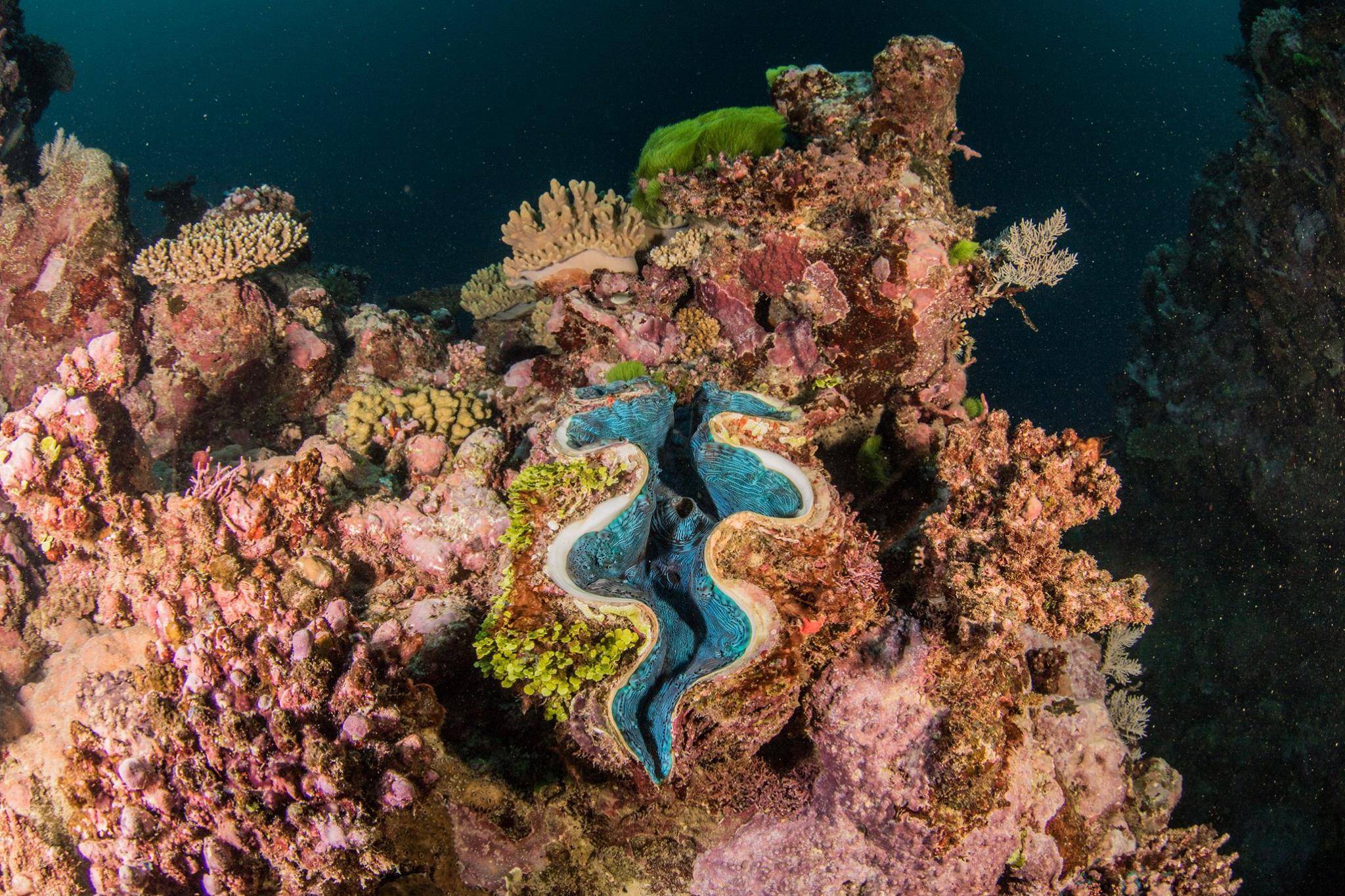 большой коралловый риф в австралии