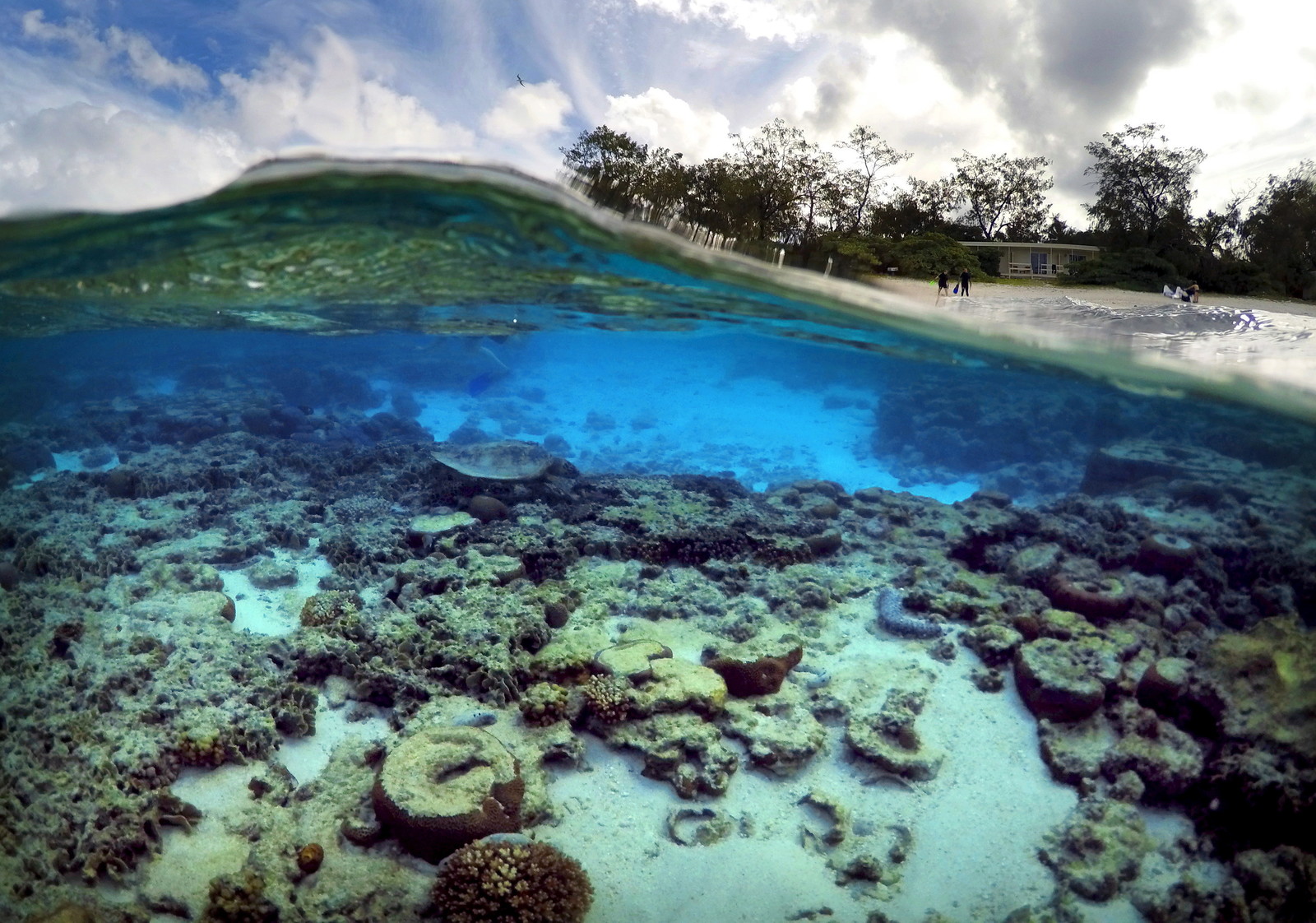 большой коралловый риф в австралии