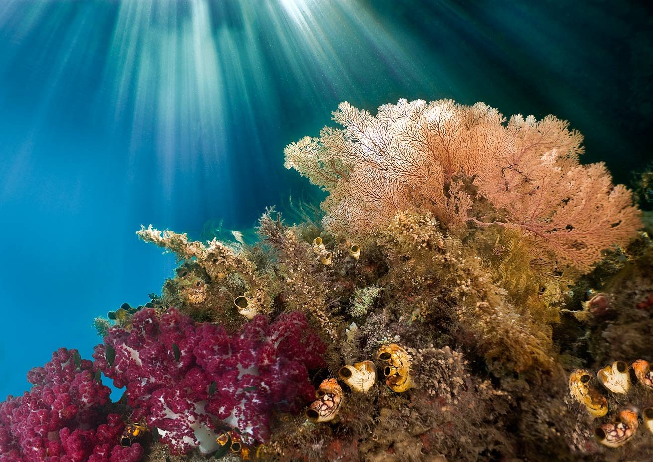 Коралловые заросли