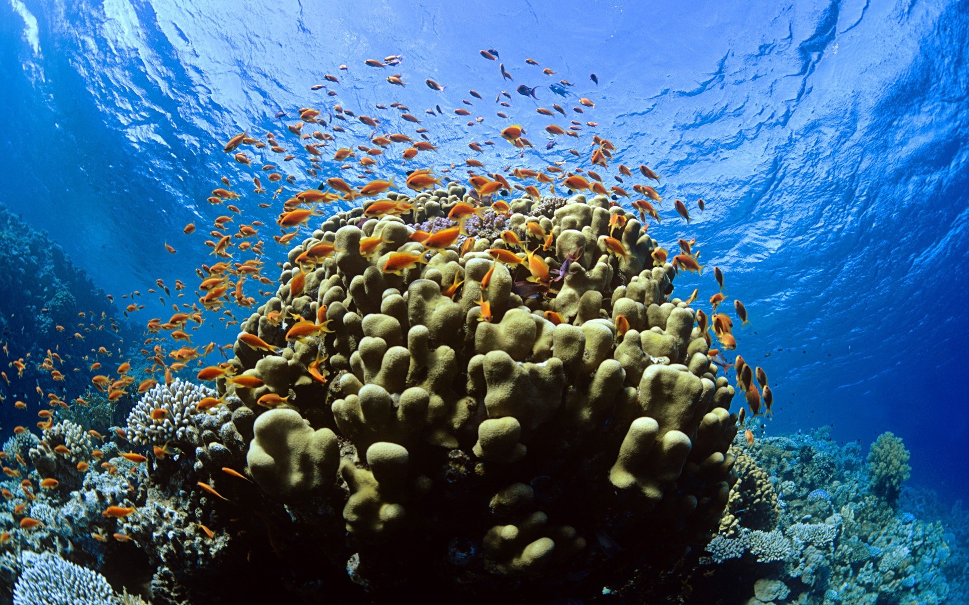 Море и кораллы