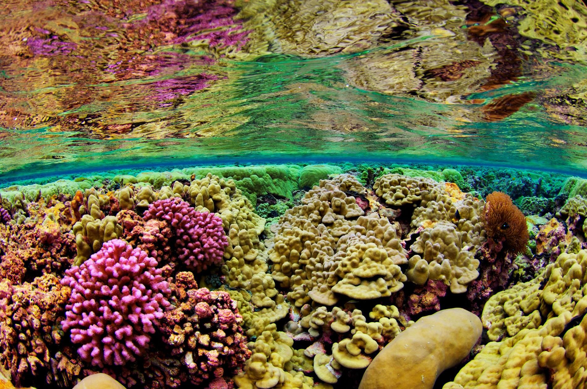 Рифы на море