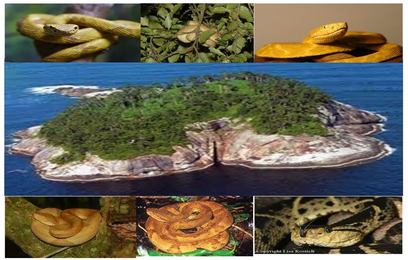 фото острова где много змей
