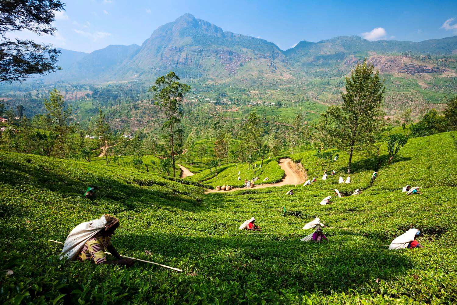 Шри ланка рф. Плантация Цейлон в Шри Ланка. Остров Цейлон чайная плантация.. Шри Ланка чайные плантации. Чайные плантации Цейлона.