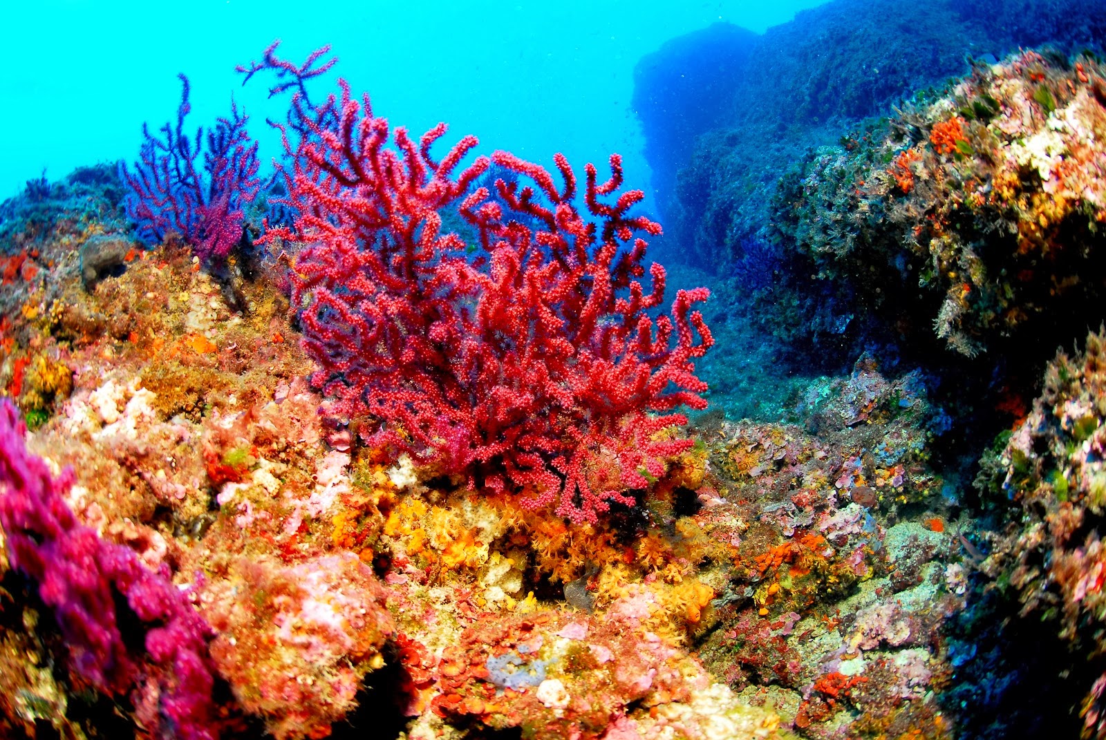 Рифы на море