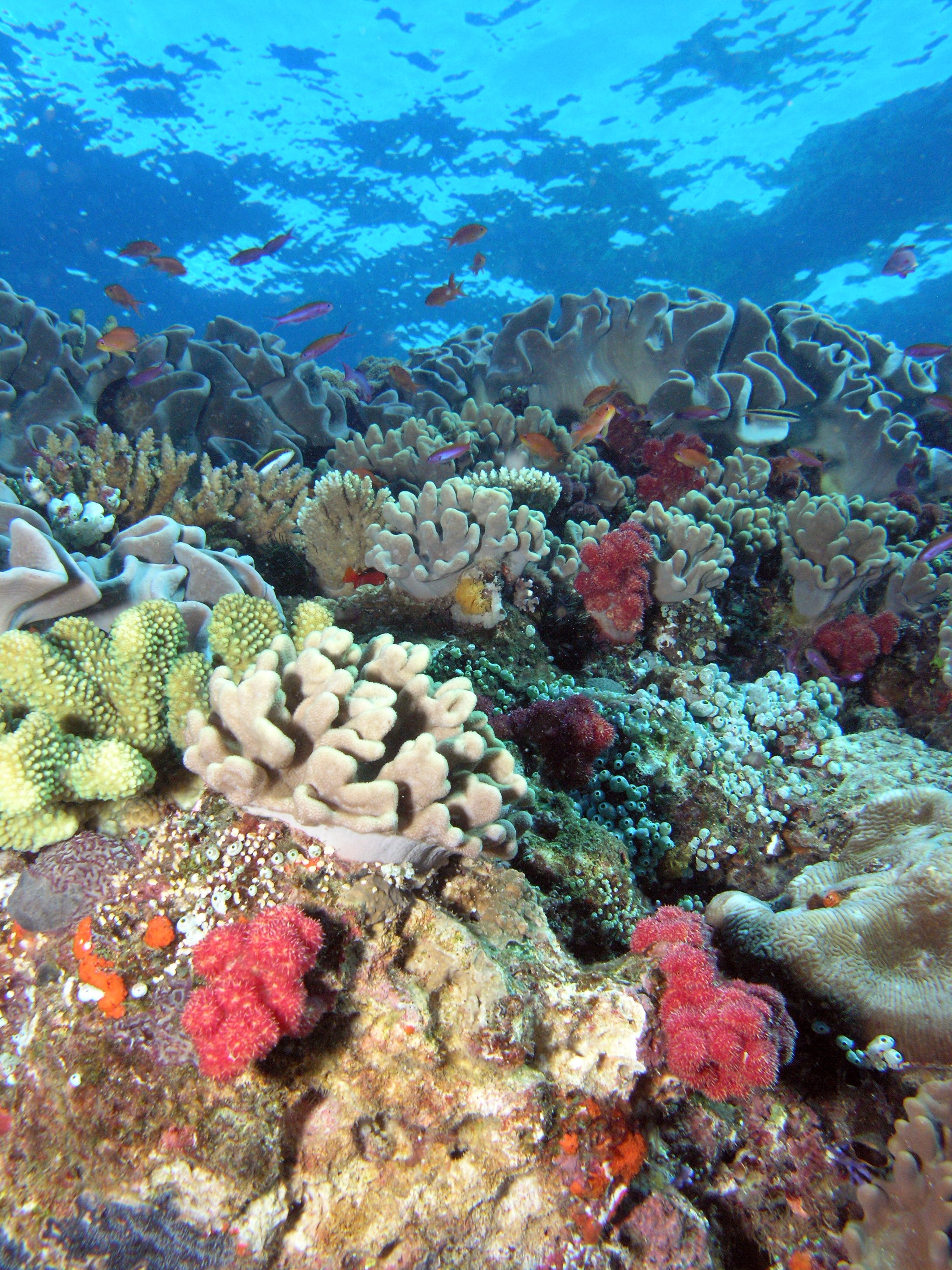 Coral life. Коралловый риф. Большой Барьерный риф подводный мир. Коралловый Барьерный риф. Риф коралловый коралловый.