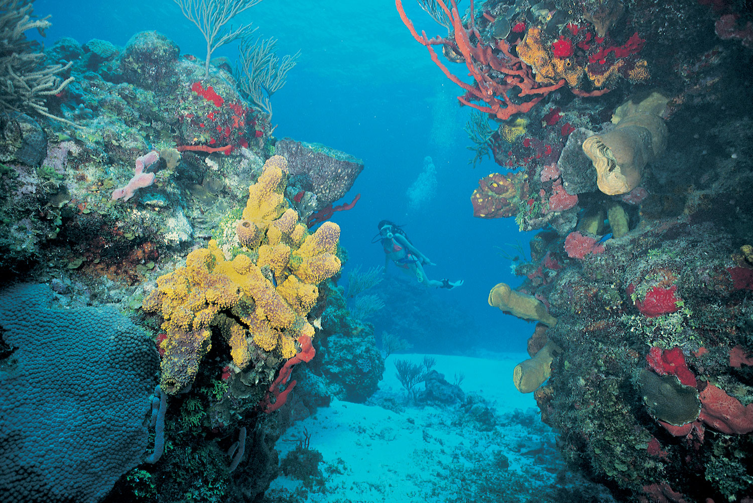 Коралловый риф Косумель