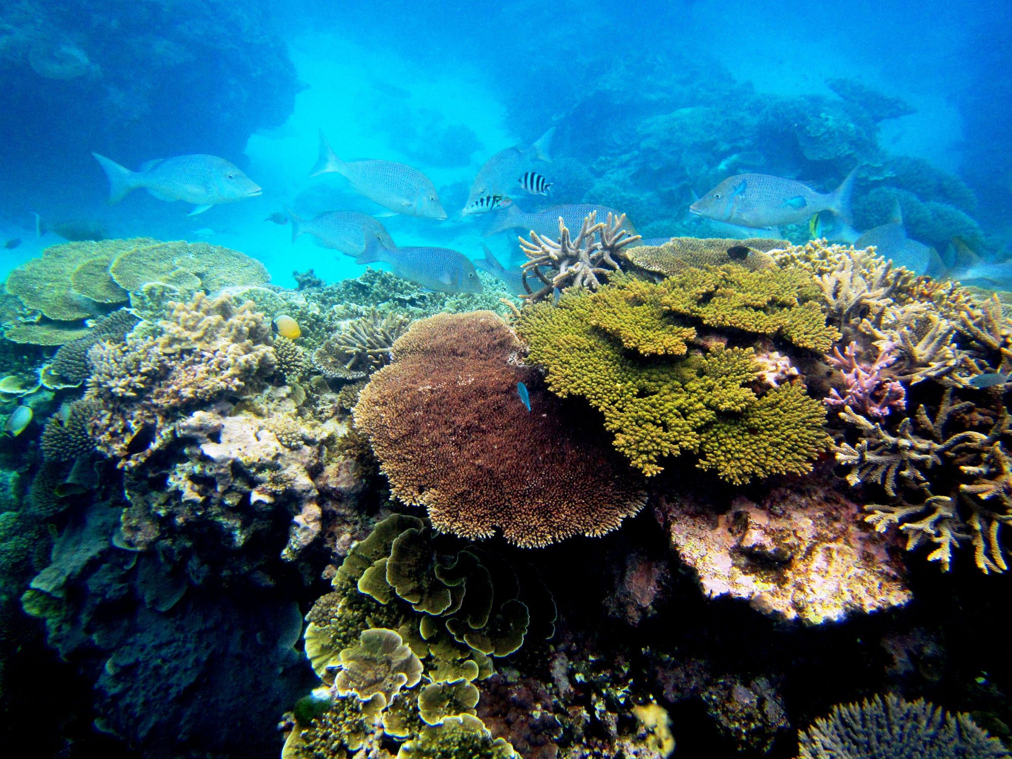 Биотоп кораллового рифа