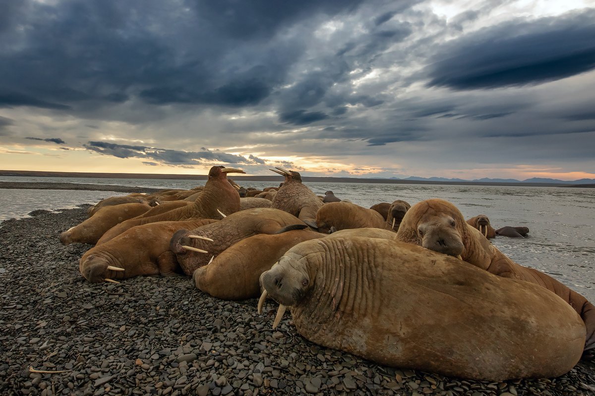Остров Врангеля тюлени