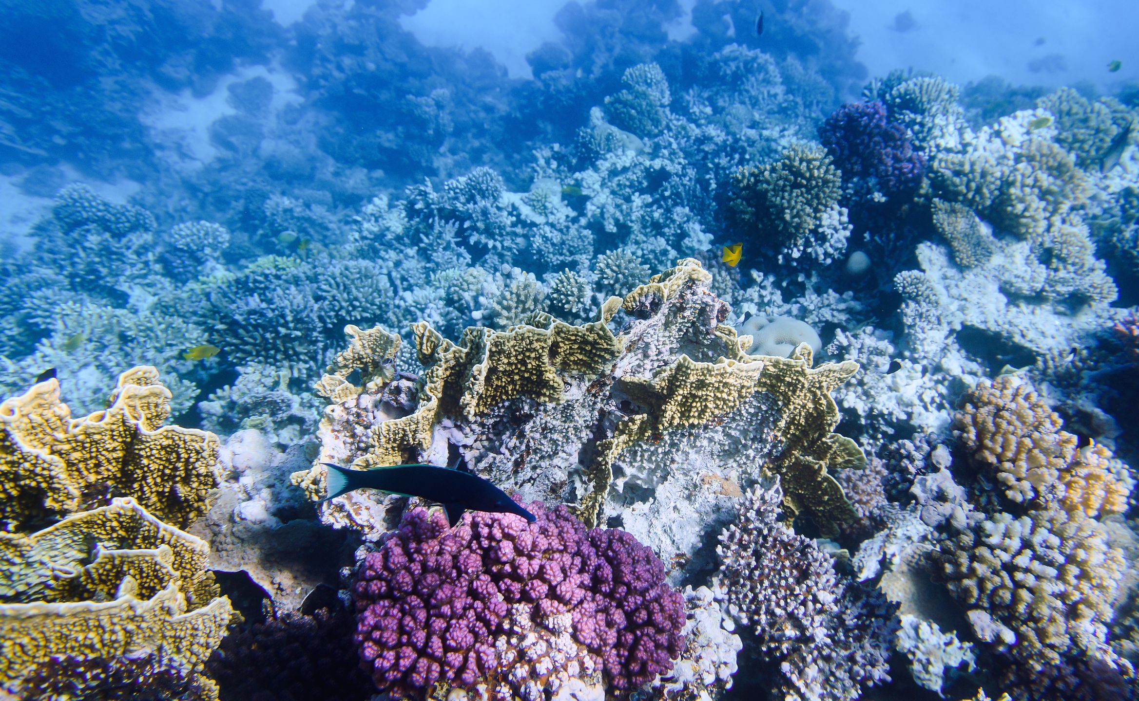 Коралловые рифы описание. Коралловые рифы красного моря. Подводный риф риф. Коралловый риф в Абхазии. Коралловый риф Хургада.