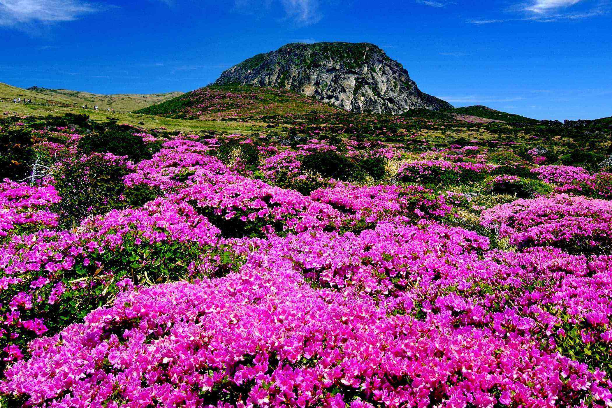 Горы Республика Южной Кореи Халасан