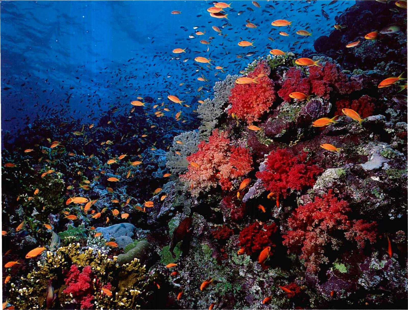 Риф красного моря