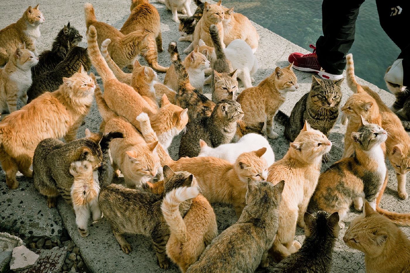 остров кошек тасиро