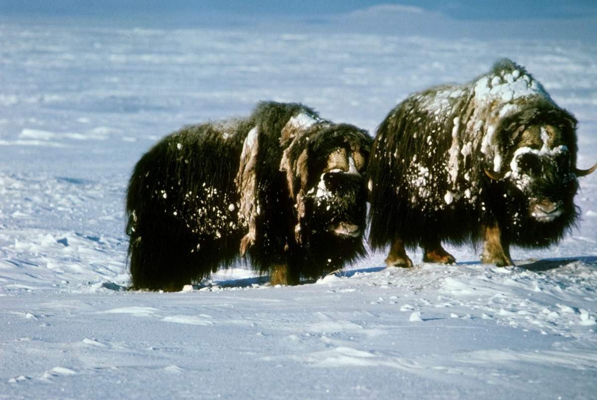 Овцебык в Арктике