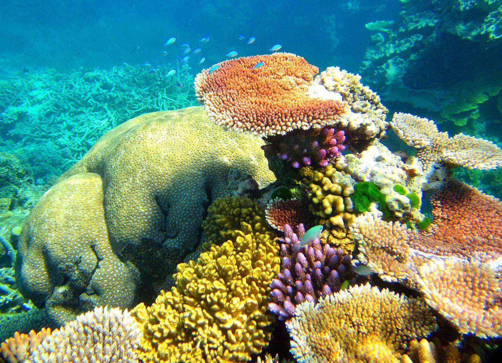 Коралловые рифы описание. Большой Барьерный риф. Коралловые рифы большой Барьерный риф. Морской национальный парк большой Барьерный риф. Австралия great Barrier Reef.