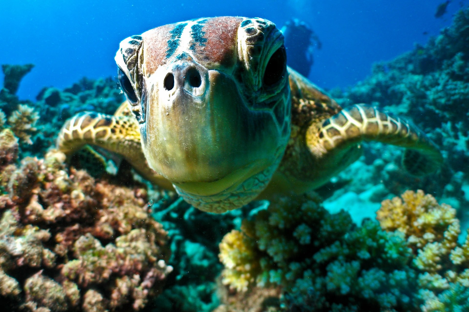Большой Барьерный риф Австралия черепахи