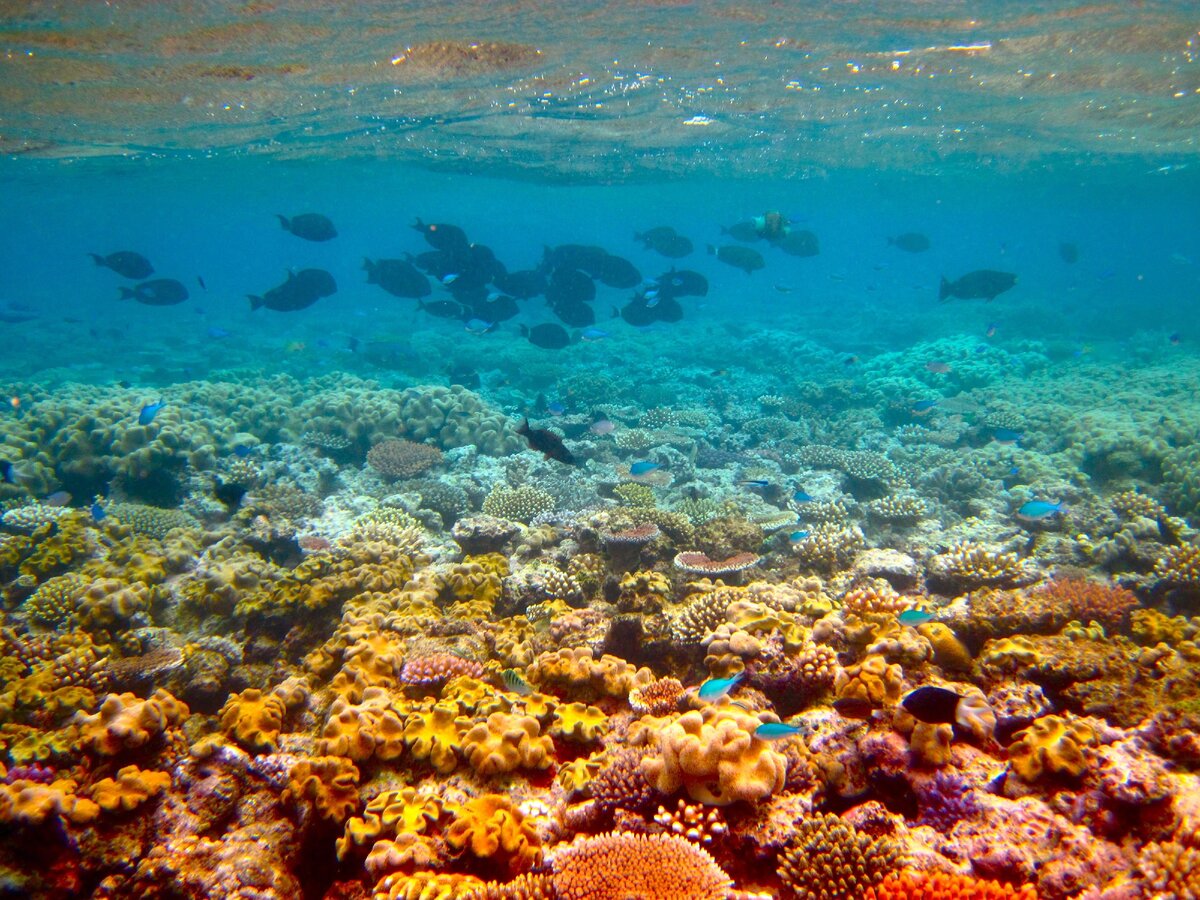 большой коралловый риф австралия