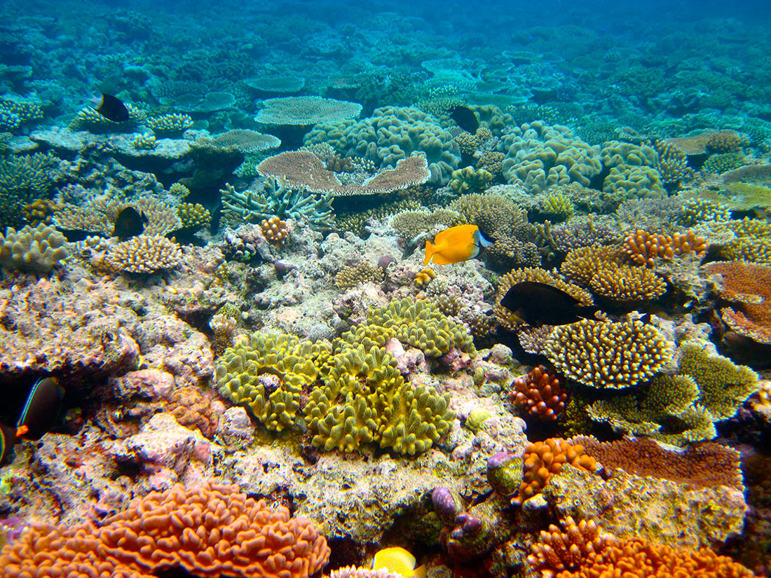 Барьерный риф в австралии