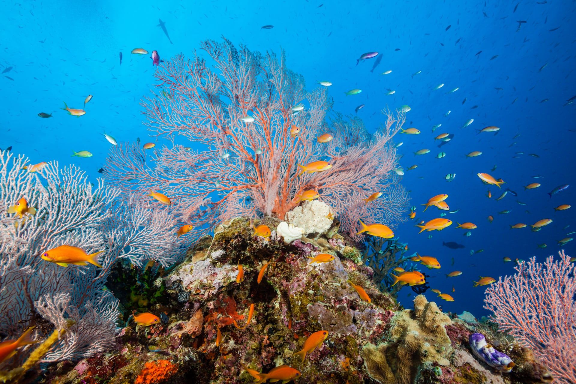 Природное морское образование. Большой Барьерный риф Австралия. Коралловый Барьерный риф. Большой Барьерный риф ЮНЕСКО. Австралия Барьерный риф кораллы.