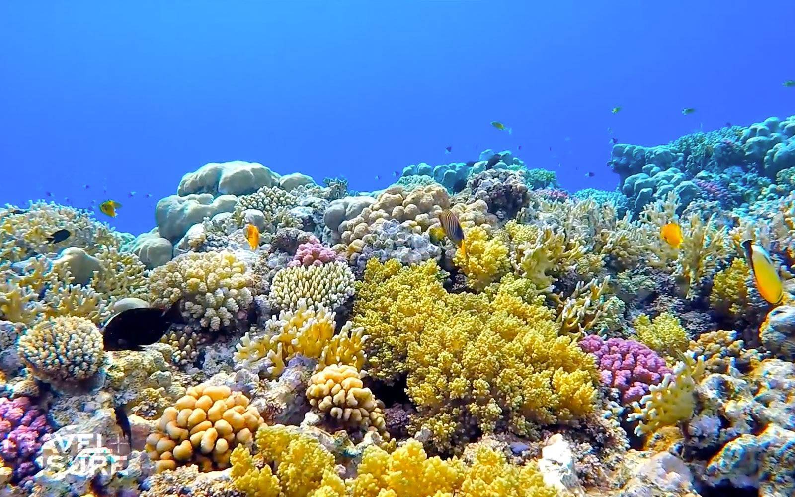 морской национальный парк большой барьерный риф