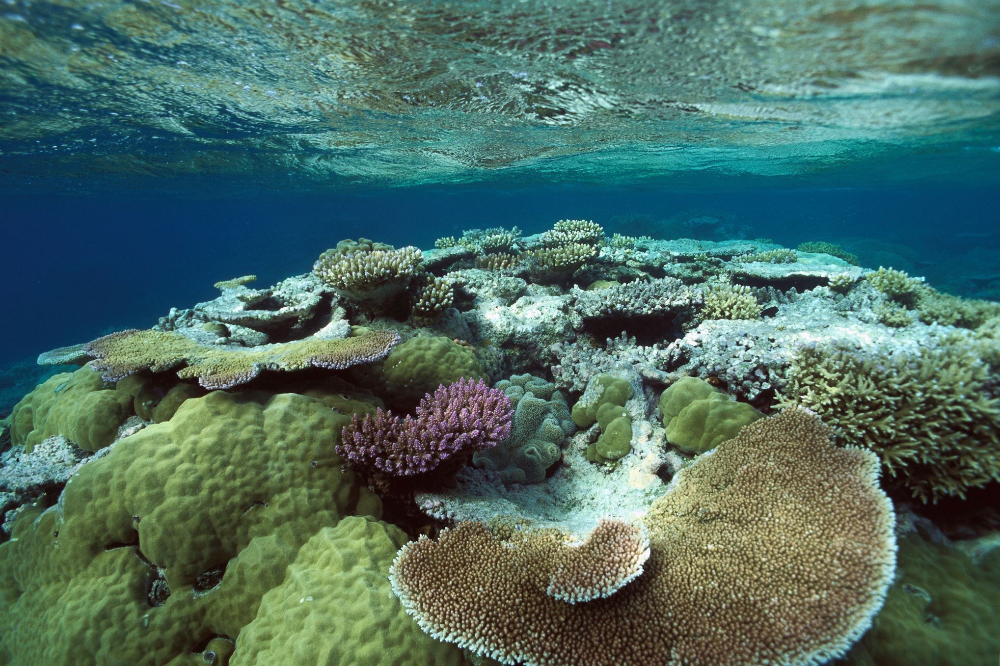 Коралловые рифы образуют. Барьерный риф в Австралии. Морской национальный парк большой Барьерный риф. Коралловый риф в Австралии. Большой Барьерный риф кораллы.