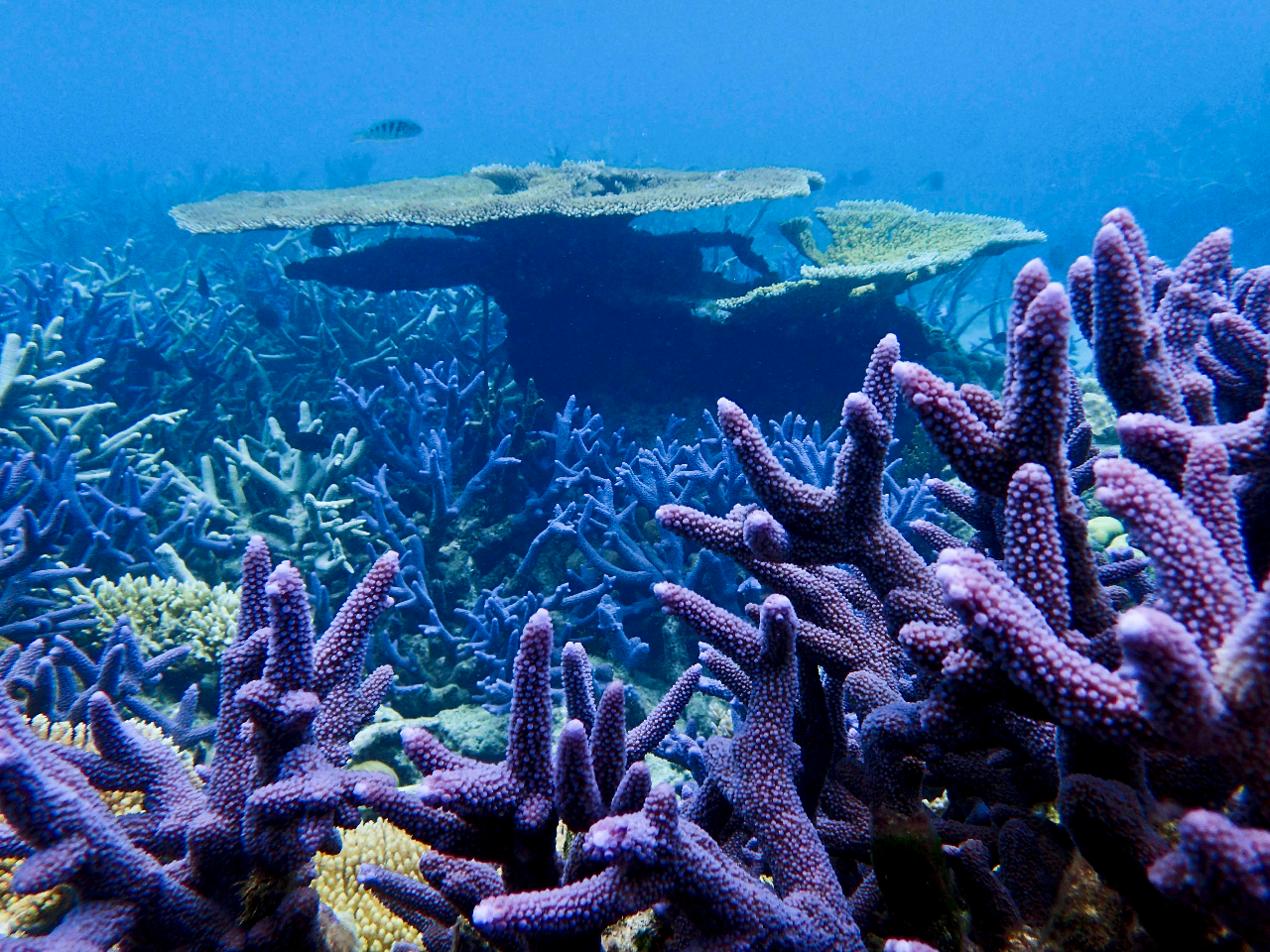 Кораллы большого барьерного рифа Австралия. Большой Барьерный риф в коралловом море. Большой Барьерный риф коралловые полипы Австралия. Внутрилагунные рифы.
