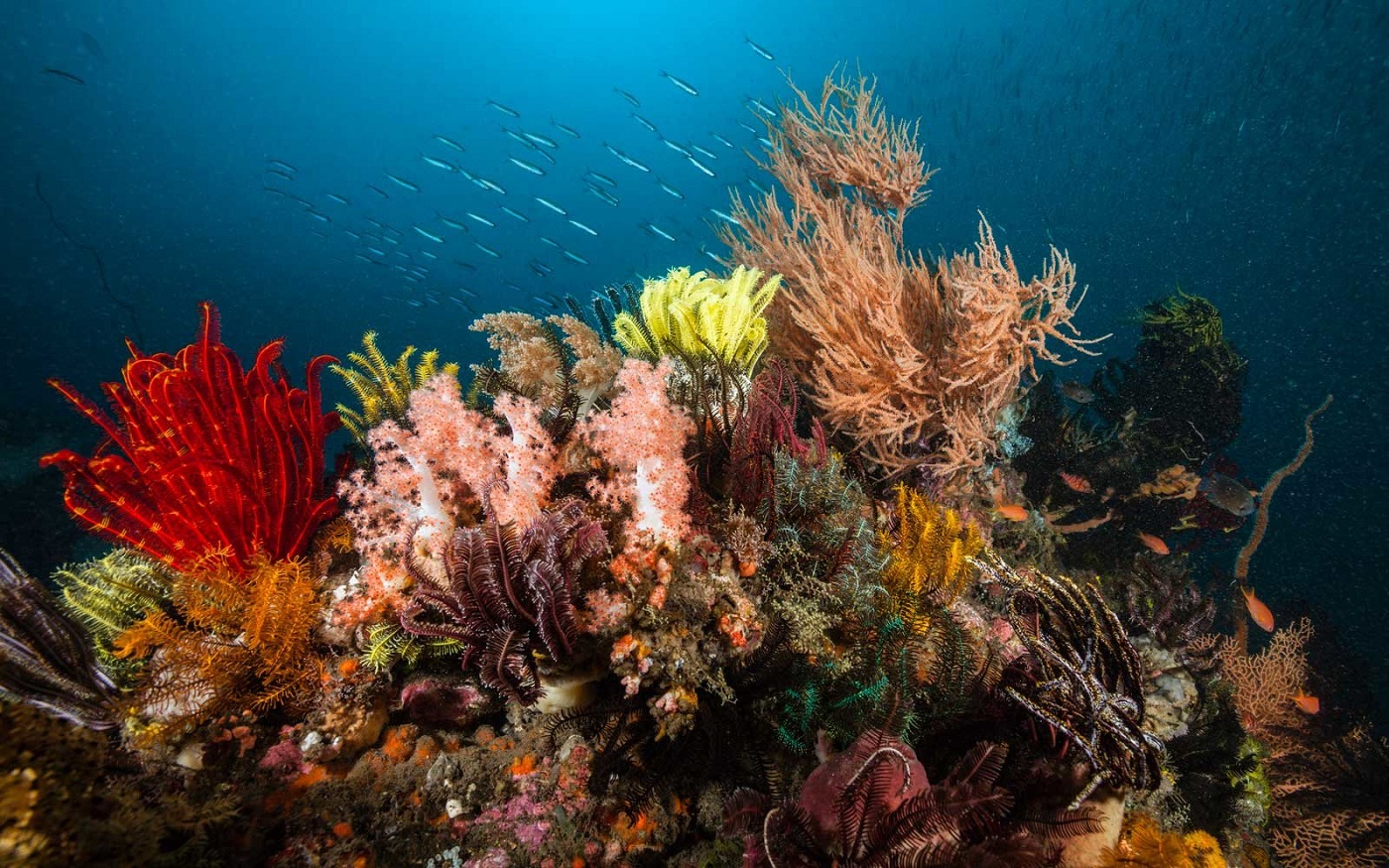 Коралловый риф в австралии фото