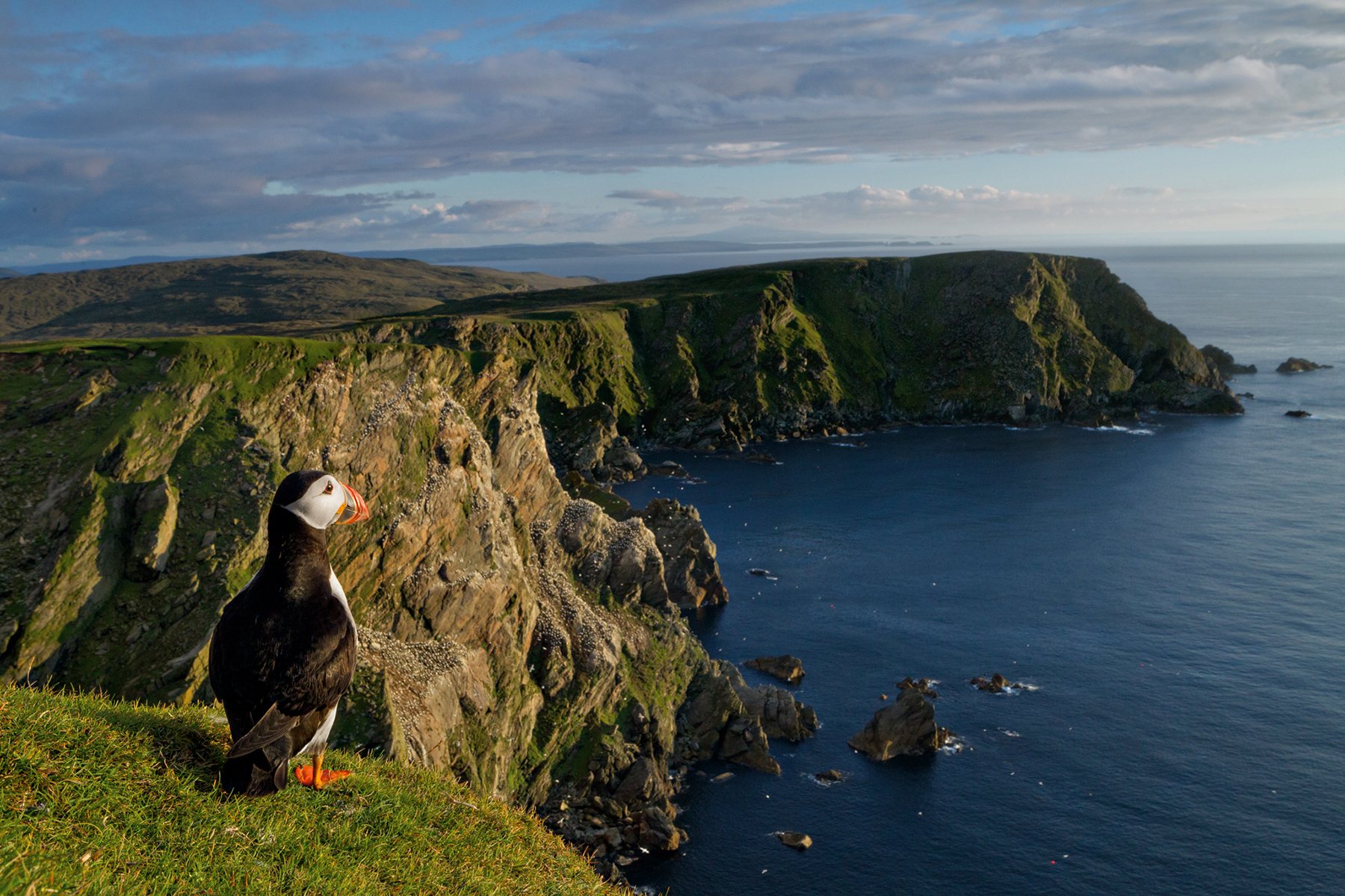 National island. Шетландские острова, Шотландия. Остров Анст Шотландия. Природа Шетландских островов. Шетландские острова животные.