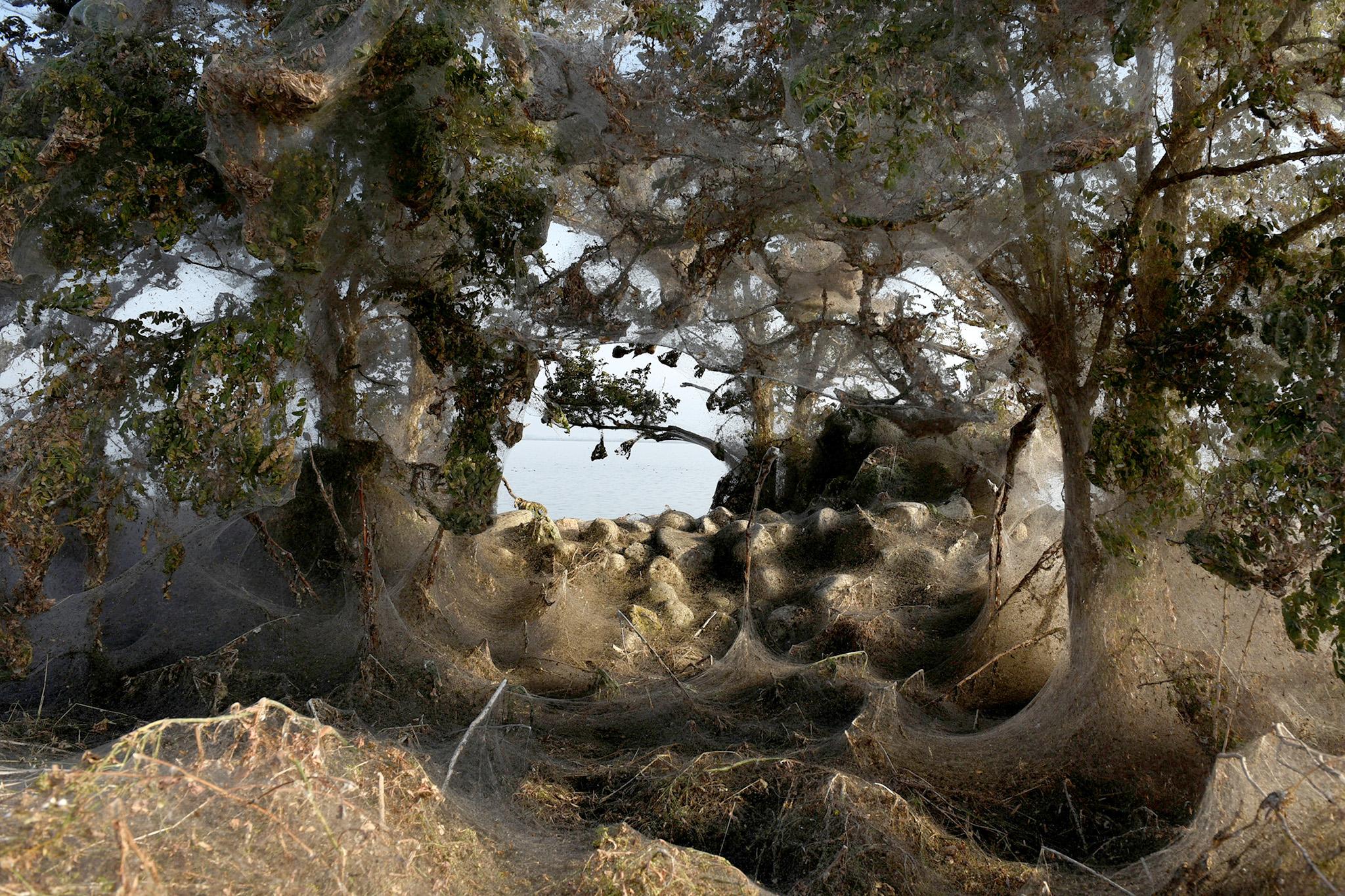 Деревья Коконы в Пакистане