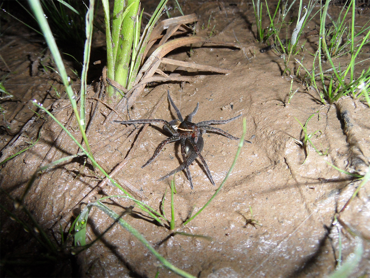 Земляной паук в огороде фото