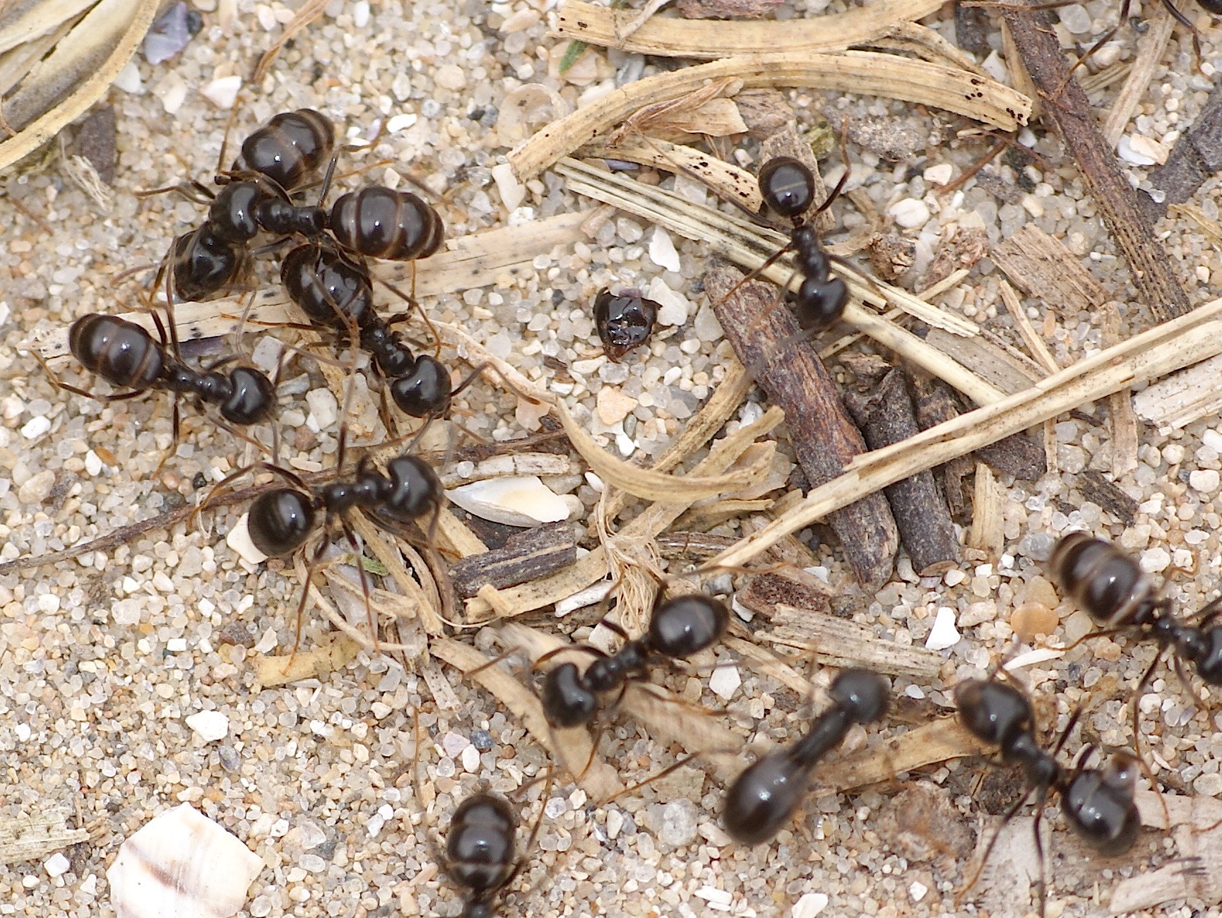 муравьиные острова тольятти