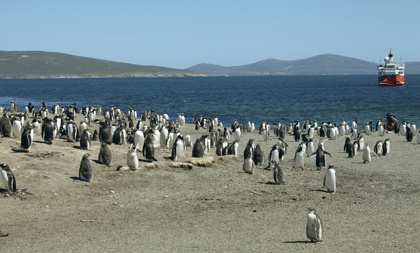 Колония пингвинов Фолклендские острова