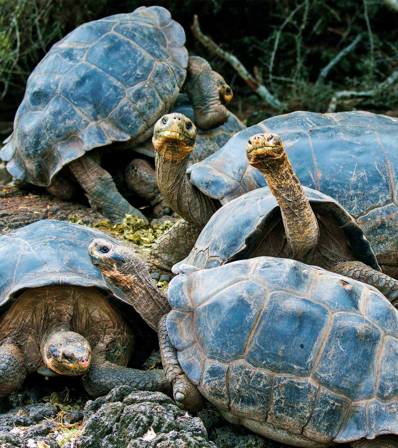 Галапагосские острова черепахи